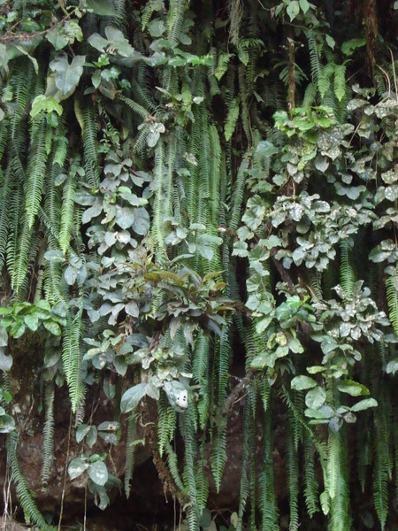 Nephrolepis pendula