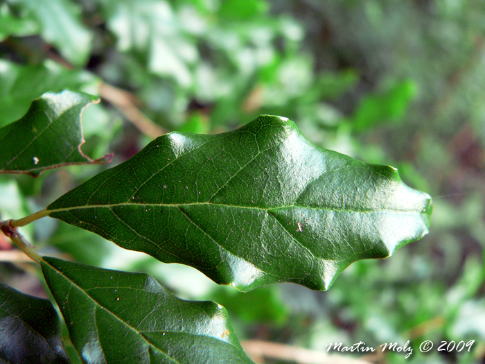 Campomanesia rhombea