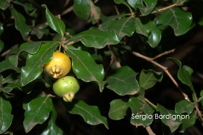 Campomanesia rhombea