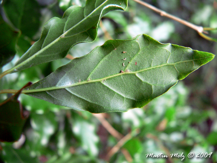 Campomanesia rhombea