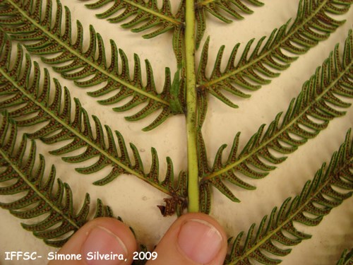 Thelypteris longifolia