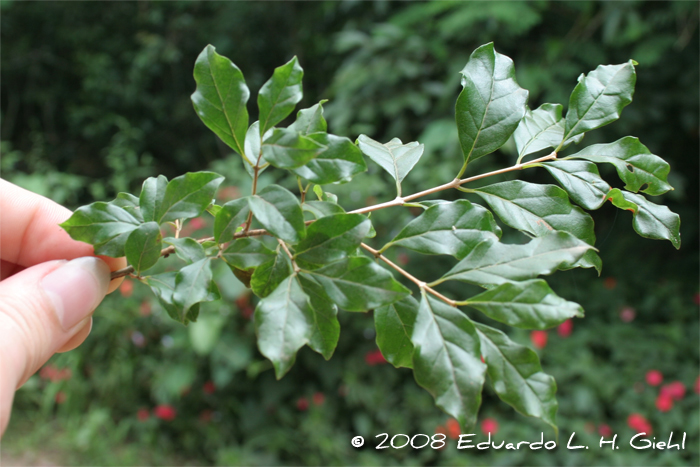 Campomanesia rhombea