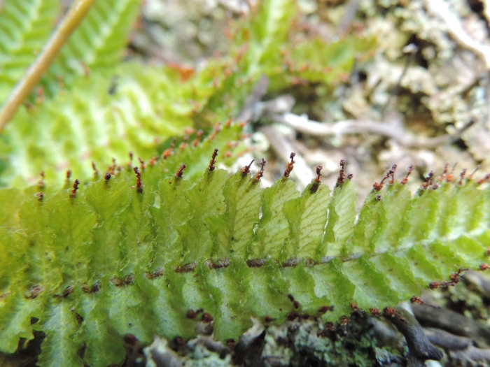 Trichomanes pilosum