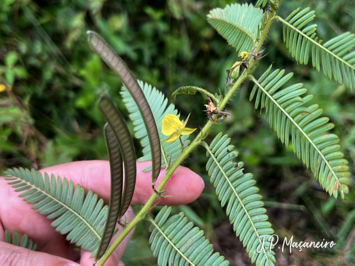 Chamaecrista nictitans