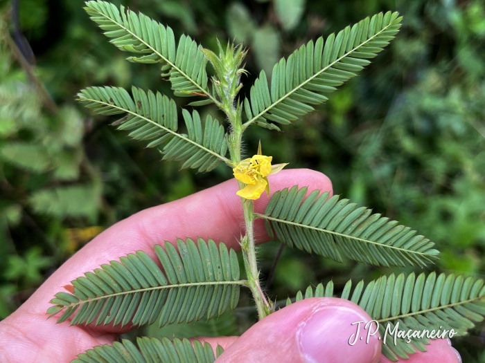 Chamaecrista nictitans