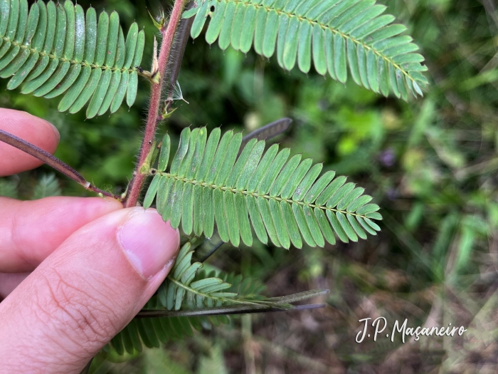 Chamaecrista nictitans
