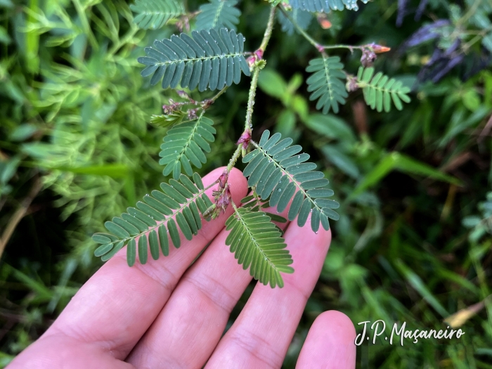 Chamaecrista nictitans