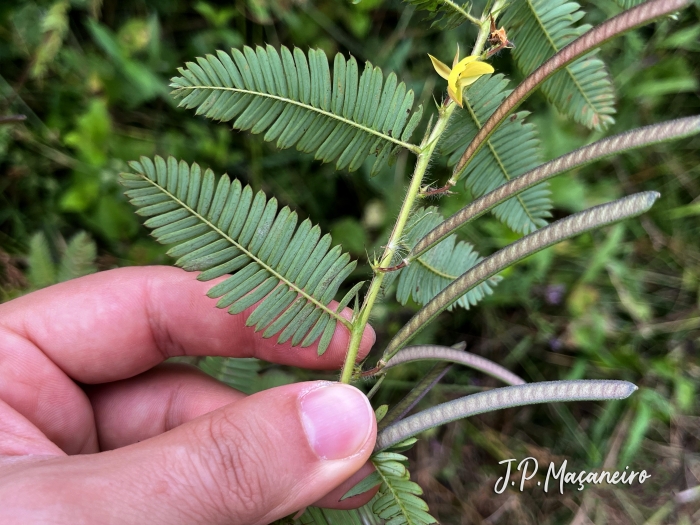 Chamaecrista nictitans