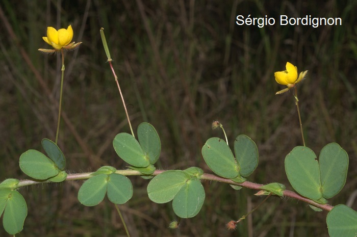 Chamaecrista rotundifolia