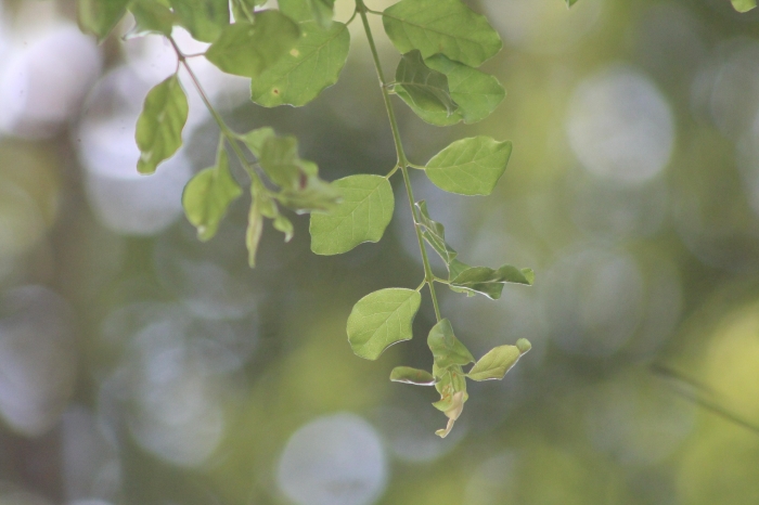 Campomanesia rhombea