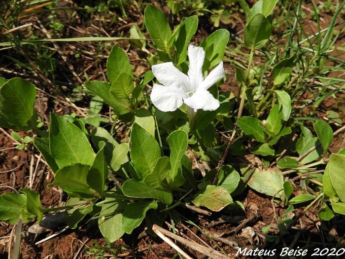 Ruellia bulbifera