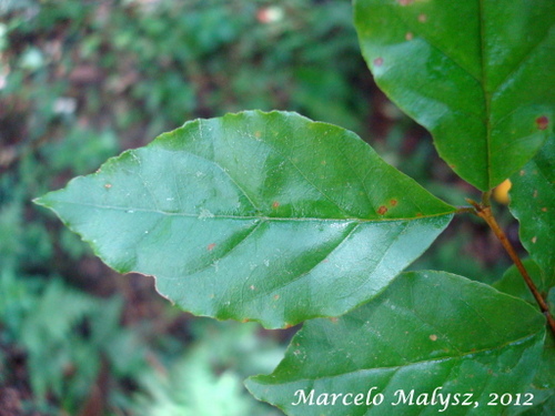 Campomanesia rhombea