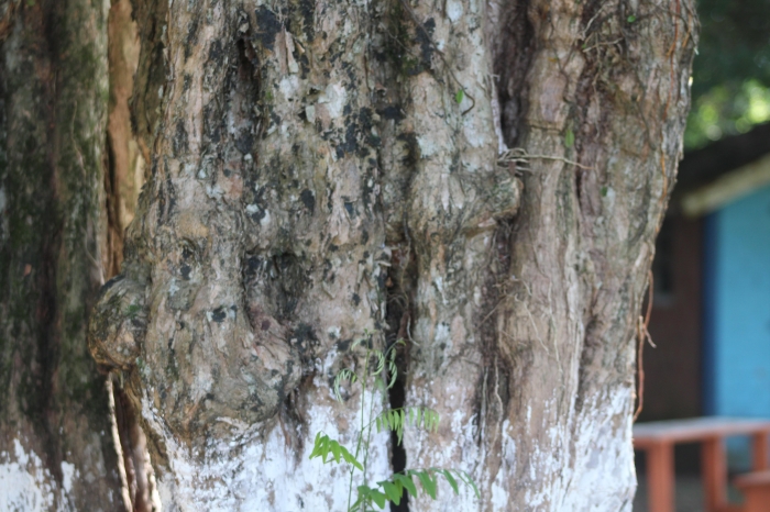Campomanesia rhombea