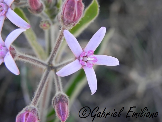 Oxypetalum solanoides