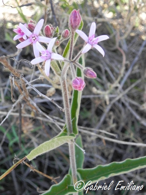 Oxypetalum solanoides