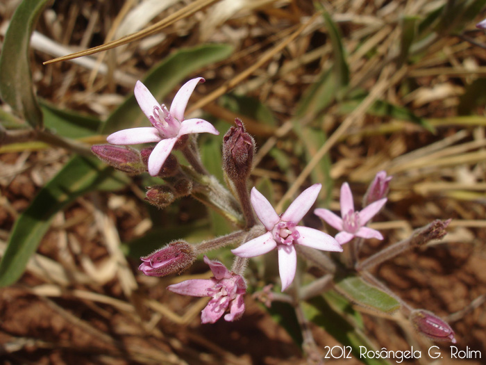 Oxypetalum solanoides