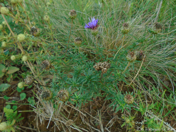 Centratherum camporum