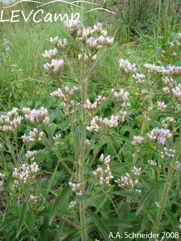 Eupatorium ivifolium