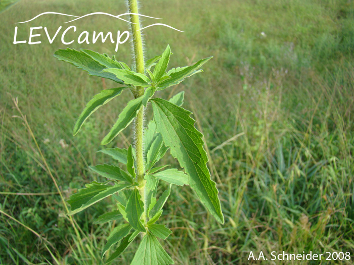 Eupatorium ivifolium