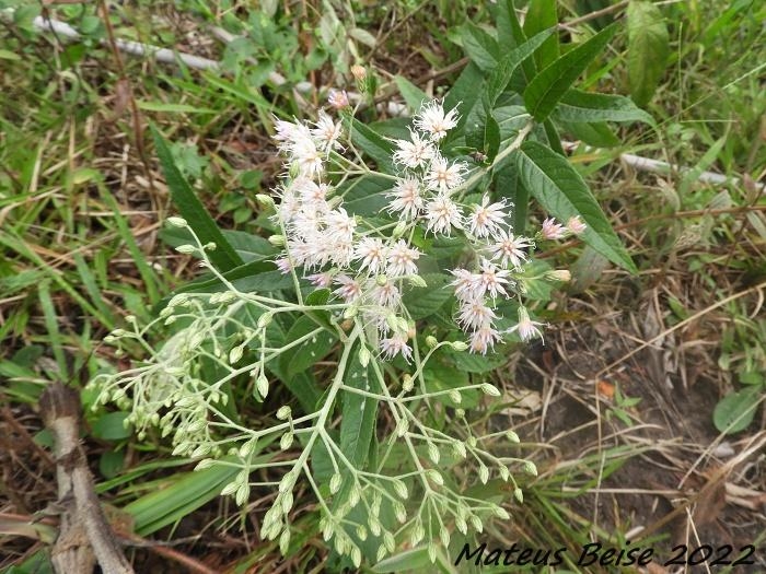 Vernonia polyanthes