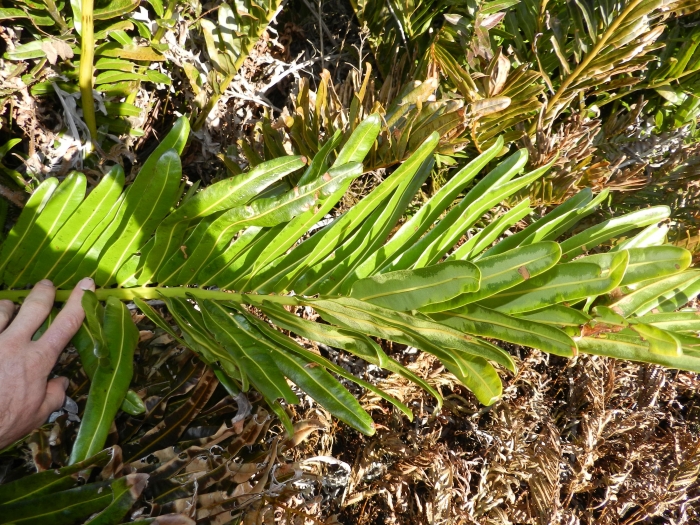 Acrostichum danaeifolium
