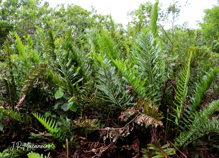 Acrostichum danaeifolium