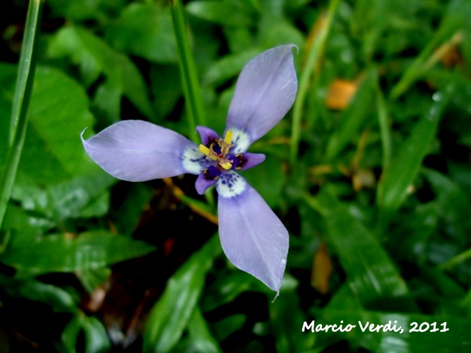 Herbertia lahue