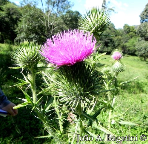 Cirsium vulgare