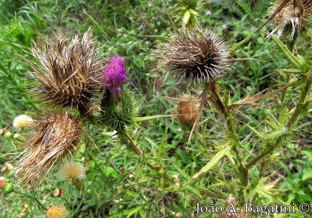 Cirsium vulgare