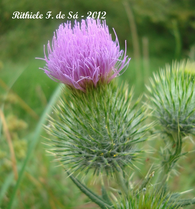 Cirsium vulgare