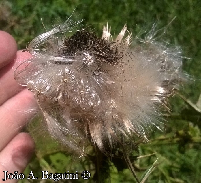 Cirsium vulgare