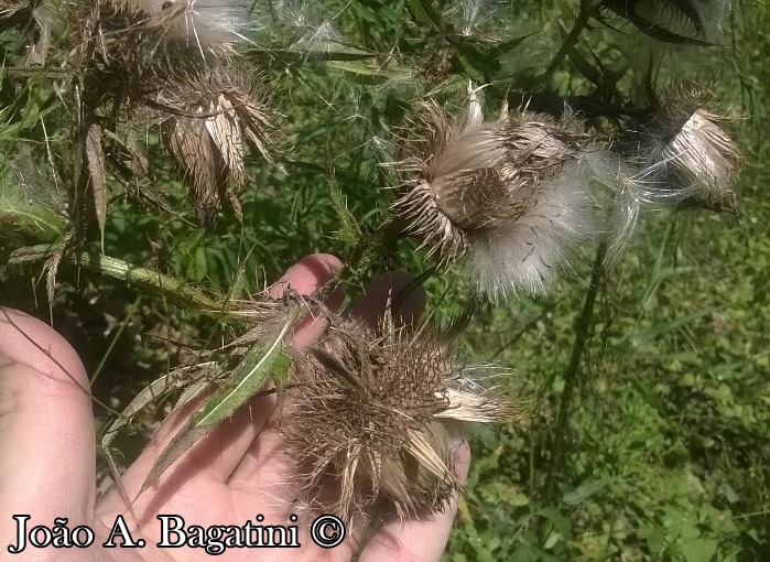 Cirsium vulgare