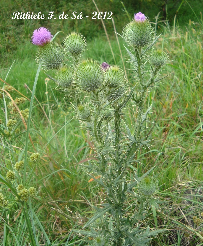 Cirsium vulgare