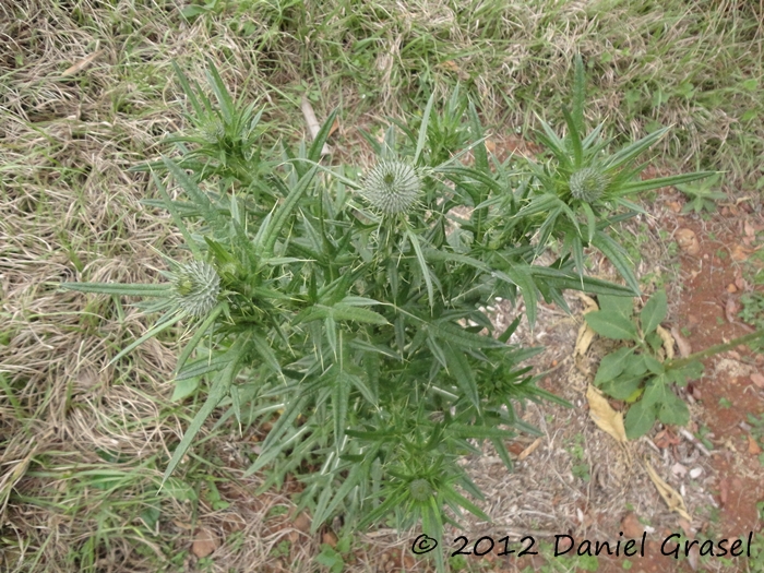 Cirsium vulgare