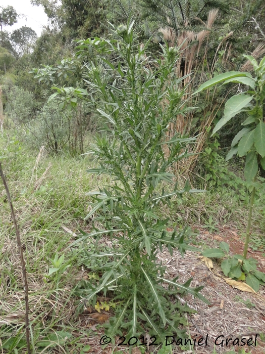 Cirsium vulgare