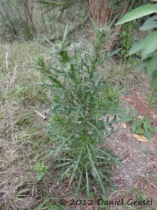 Cirsium vulgare