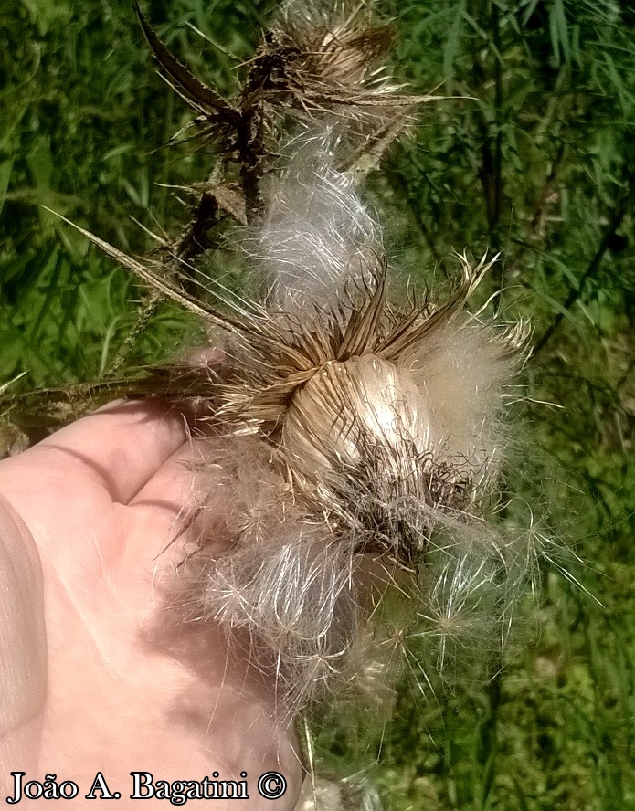 Cirsium vulgare