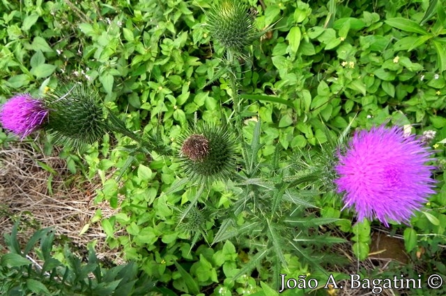 Cirsium vulgare