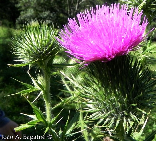 Cirsium vulgare