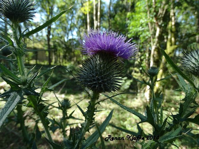 Cirsium vulgare