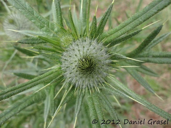 Cirsium vulgare