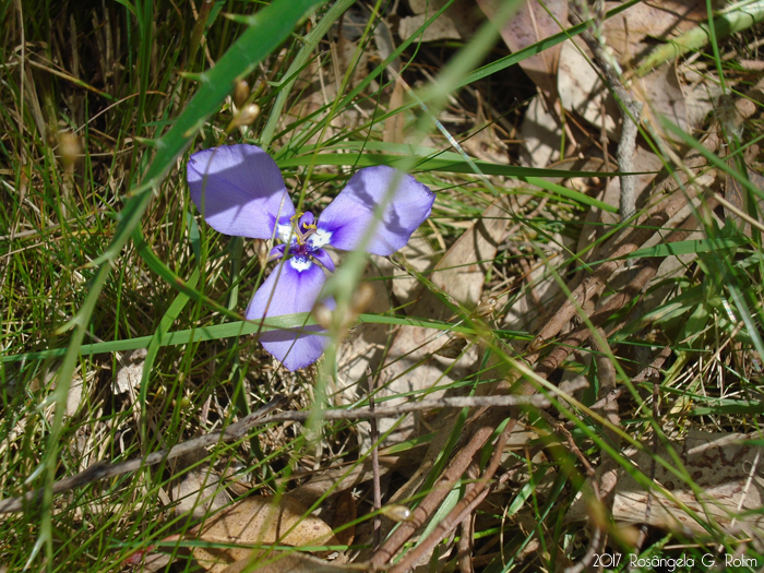 Herbertia lahue