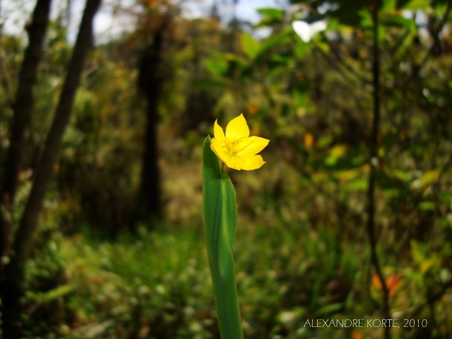 Sisyrinchium alatum