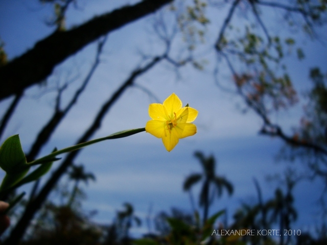 Sisyrinchium alatum