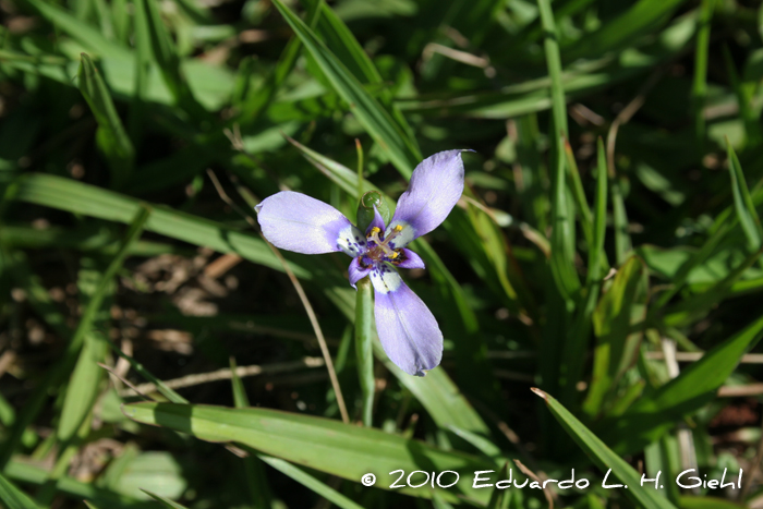 Herbertia lahue