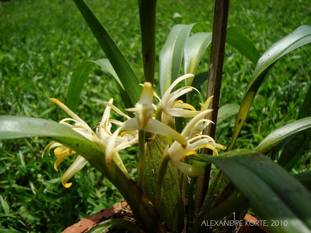 Maxillaria ochroleuca