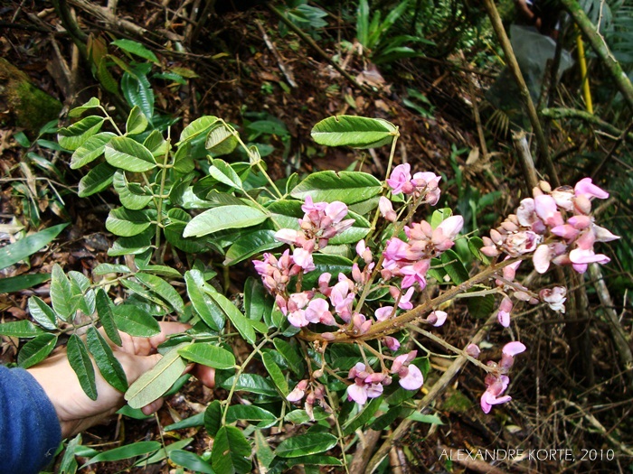 Andira anthelmia