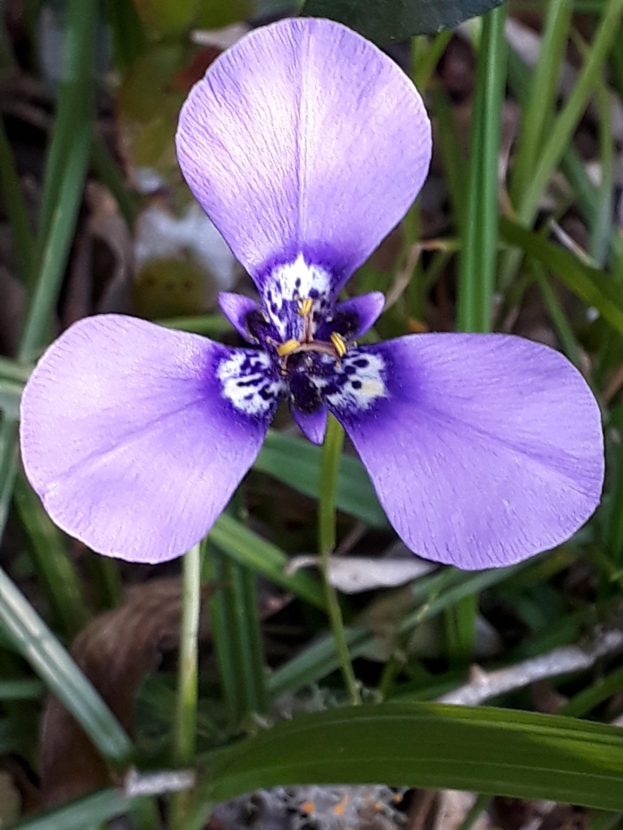 Herbertia lahue