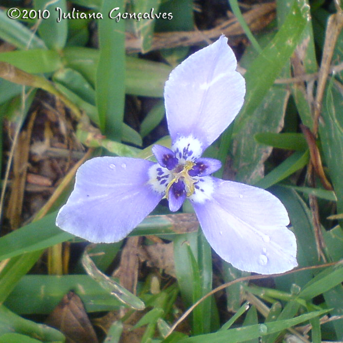 Herbertia lahue