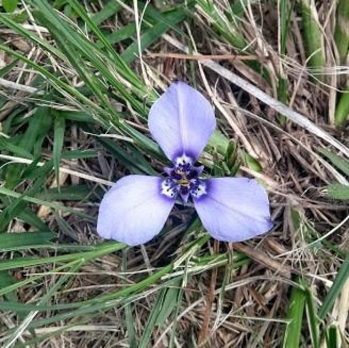 Herbertia lahue